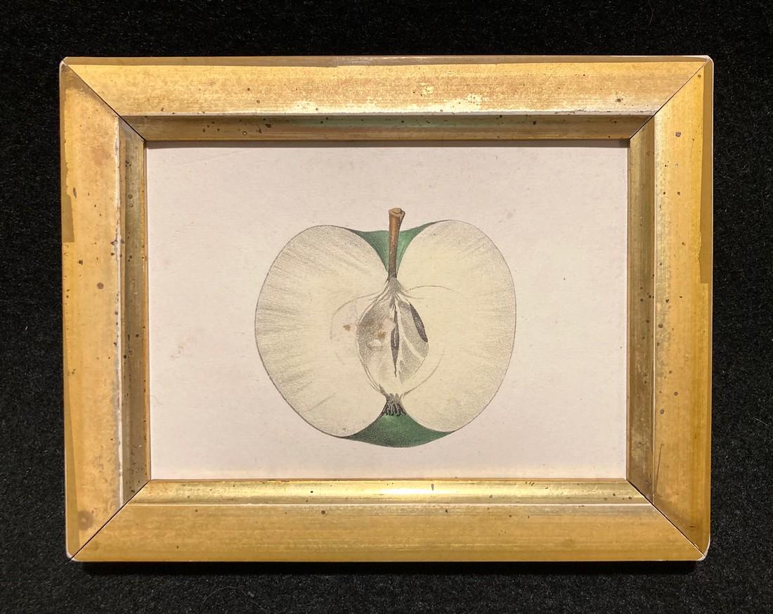 1844 hand colored half apple engraving: Title: 1844 hand colored half apple engraving Dimensions: Total framed size is 5" x 6 1/2". Provenance/Additional Info: In a 19thc worn gold leaf frame. Shipping: Domestic: Flat-rate of $12.00 to anyw
