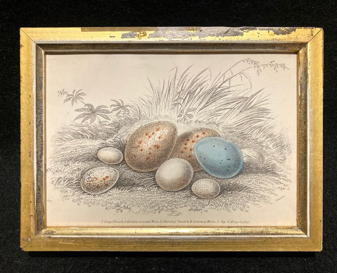 1836 hand colored eggs engraving: Title: 1836 hand colored eggs engraving Dimensions: Total framed size is 5" x 6 1/2". Provenance/Additional Info: In a 19thc worn gold leaf frame Shipping: Domestic: Flat-rate of $12.00 to anywhere wi