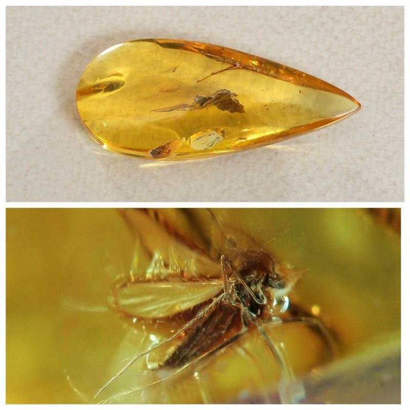 Baltic amber stone fossil insect, inclusion fly: Faceted pendant shape unique amber piece with inclusion which is 45-50 million years old. Collectible piece! Weight: 6.5 gram (0.22 oz) Inclusion: Fly (Diptera) Size: 10x22x51 mm Age: 45-50 million ye