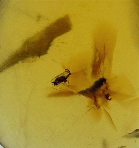 100 MILL YEARS OLD BURMITE AMBER WITH 2 FLIES / BUGS: Title: 100 MILL YEARS OLD BURMITE AMBER WITH 2 FLIES / BUGS Origin: Hukawang Valley, Kachin State, Myanmar Size: 1.5x1x0.4 cm / 0.39 gram Additional Information: transparent burmite amber with 2 flies