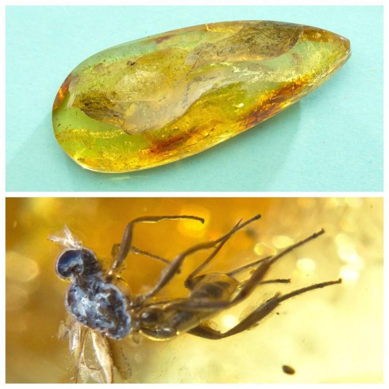 Insects in Natural Baltic amber stone inclusion Fly: Faceted pendant shape unique amber piece with inclusion which is 45-50 million years old. Collectible piece! Weight: 13.41 gram (0.47 oz) Inclusion: Fly (Diptera) Age: 45-50 million years old Size: 13