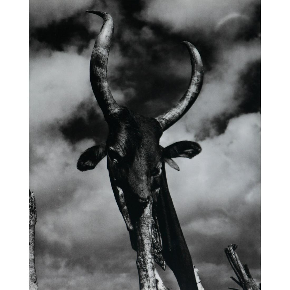 GIAN PAOLO BARBIERI - Morombe, The Zebu, Totemac Beast (1 of 1)