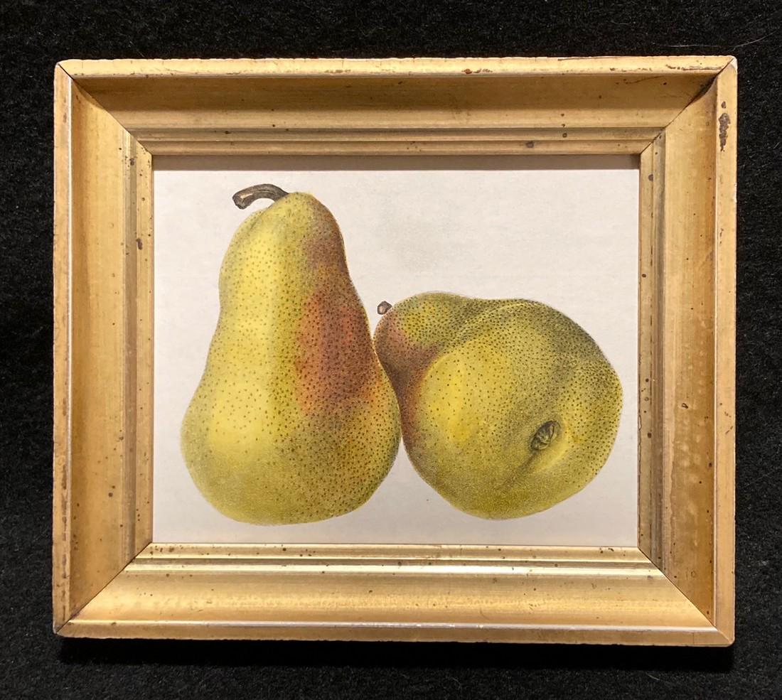 1844 hand colored yellow pears engraving (1 of 2)