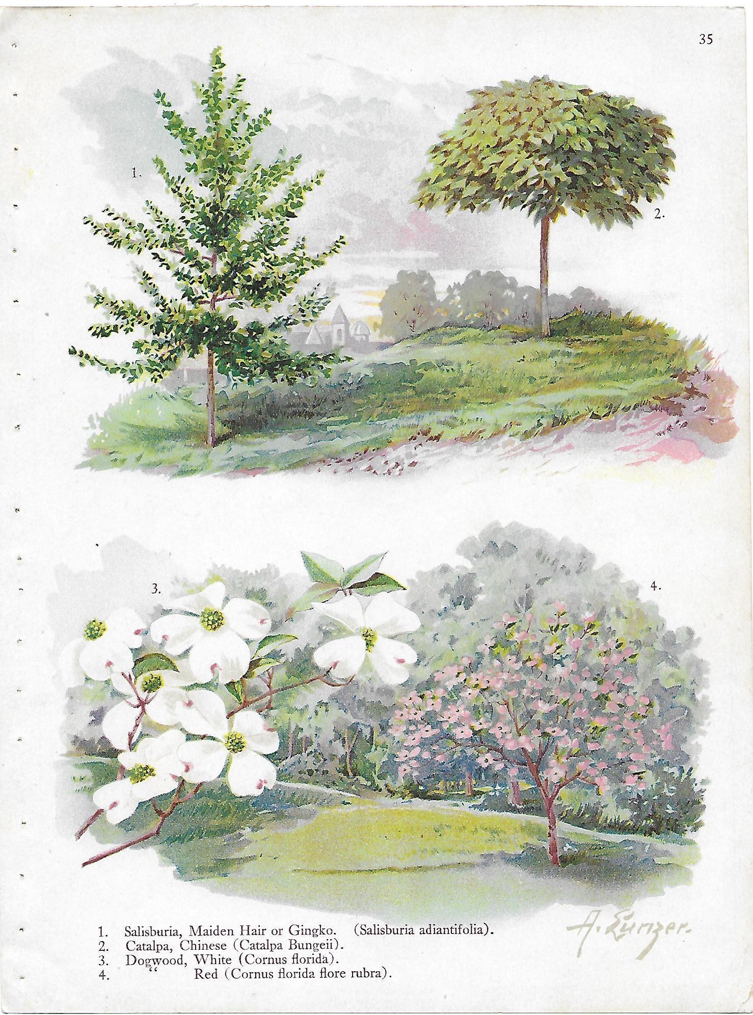 Alois Lunzer-"Dogwood, catalpa, gingko trees" botanical: Artist: Alois Lunzer Title: "Dogwood, catalpa, gingko trees" botanical print from nursery catalog Date/Period: c1900 Medium: Chromolithograph Size/Format: 9.8 x 7.5 inches Publisher: Stecher Lithograp