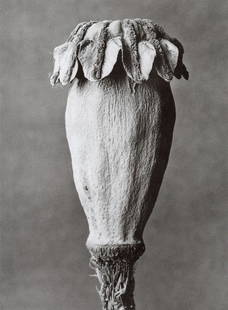 KARL BLOSSFELDT - Oriental Poppy: Artist: Karl Blossfeldt Title: Oriental Poppy Medium: Photo Litho, 1990, Hong Kong Dimensions: 6.3x8.6" Description: Heat Wax Mounted on 8.5x11" Conservation Board Artist Bio: Karl Blossfeldt (1865-19