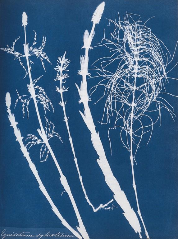 ANNA ATKINS AND ANN DIXON - Equisetum Sylvaticum: Artist: Anna Atkins and Ann Dixon Title: Equisetum Sylvaticum Cyanotype, 1853 Medium: Photo Litho, 1999, Singapore Dimensions: 7x9.25" Description: Heat Wax Mounted on 11x14" Conservation Board Artist