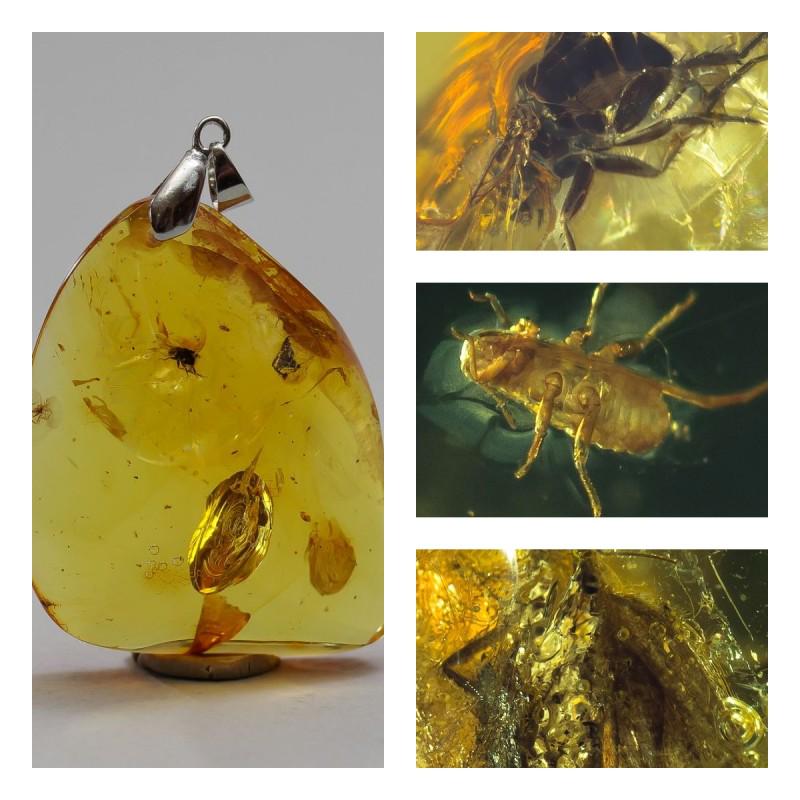 11 g. Natural Baltic amber pendant inclusion insects: Unique amber piece with insect (inclusion) which is 45-50 million years old. Collectible piece!. Faceted and polished Baltic amber stone. Pendant shape. Weight: 11 gram Inclusion: Fly (Diptera) Age: 4