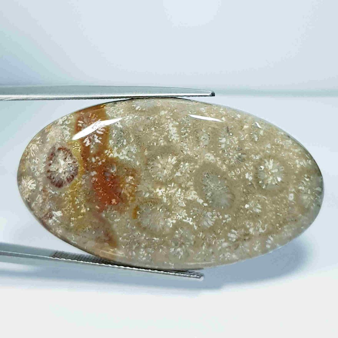 56.60 ct Natural Fossil Coral (1 of 5)