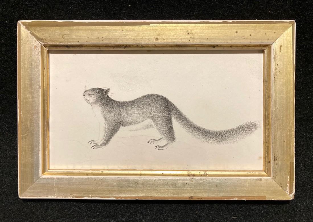 C1840 Squirrel Engraving (1 of 3)