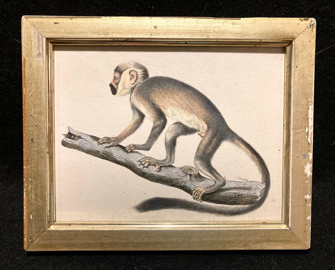 C1850 Monkey Hand Colored Engraving (1 of 3)