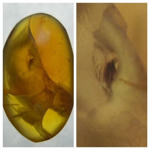 100 MILL YEARS OLD BURMITE AMBER WITH FLY: Title: 100 MILL YEARS OLD BURMITE AMBER WITH FLY Origin: Hukawang Valley, Kachin State, Myanmar Size: 2.25x1.2x0.7 cm / 1.18 gram yellow burmite amber fly inclusion. some natural cracks Reserve: $5.00