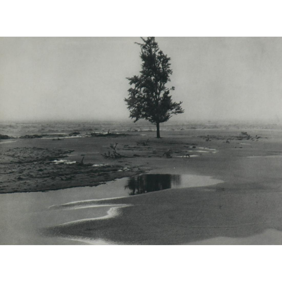 ALBERT RENGER-PATZSCH - Lone Tree (1 of 1)