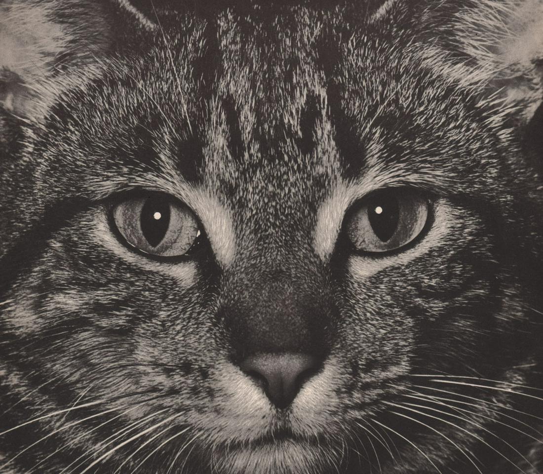 FRED G. KORTH - Cat, 1930’s (1 of 1)