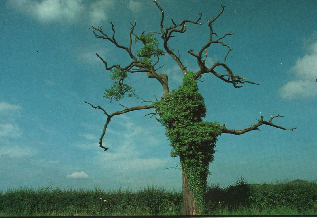 BARRY LATEGAN - Untitled, One Moss covered tree (1 of 1)