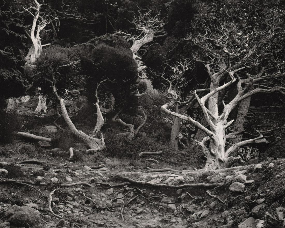 EDWARD WESTON - Cypress, Point Lobos, 1940 (1 of 1)