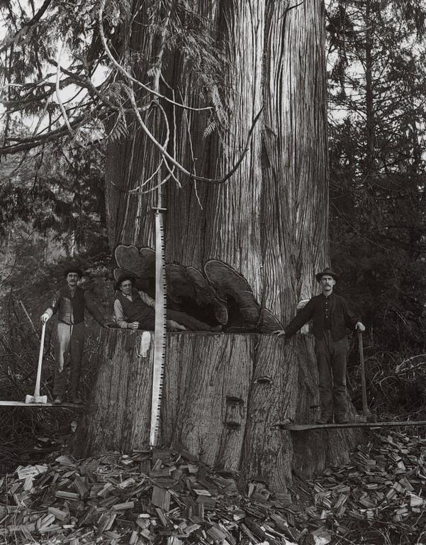 DARIUS KINSEY - Man Lying in a Twelve-Foot Cedar (1 of 1)