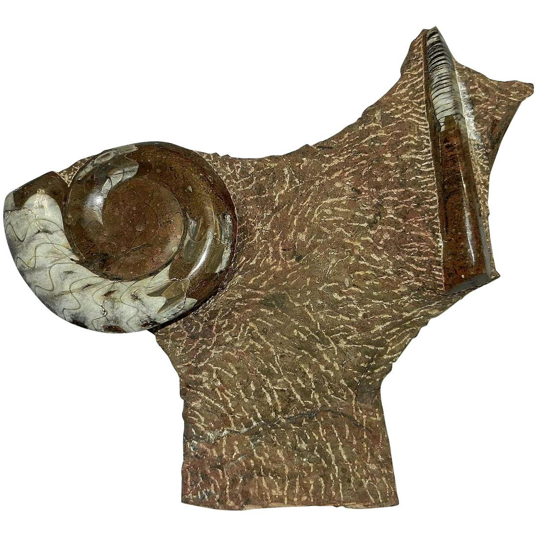 Antique Fossil Plaque Standing of Orthoceras from: This is a very nice Orthoceras Standing Plaque from Morocco. The large plaque has a beautiful array of both Orthoceras and Geisonoceras fossils that have been cut, carved and polished from Fossil Rock