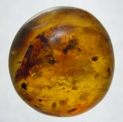100 MILL YEARS OLD BURMITE AMBER (1 of 6)