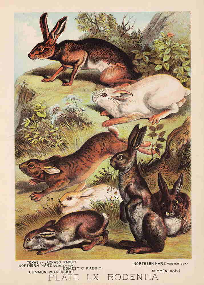 Scarce, vintage Rabbits chromolithograph, 1880 (1 of 4)