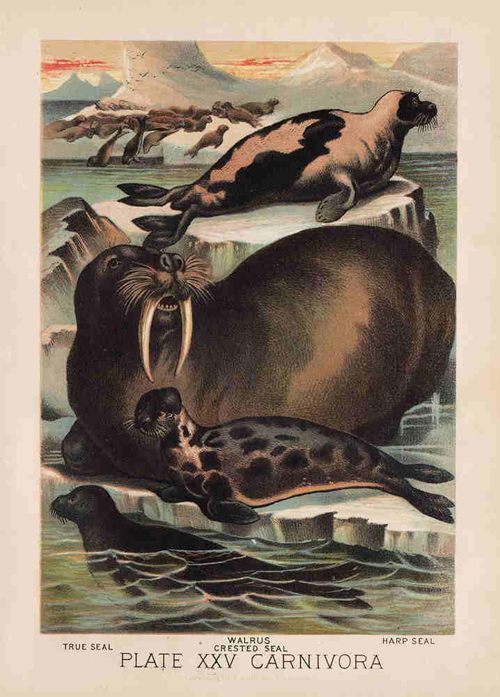 Vintage and scarce Seals chromolithograph, 1880: True Seal, Walrus, Crested Seal and Harp Seal – Vintage color plate created in 1880 and included in Johnson’s Household Book of Nature, published 1880 by Henry J. Johnson. Plate XXV Carnivora. An 