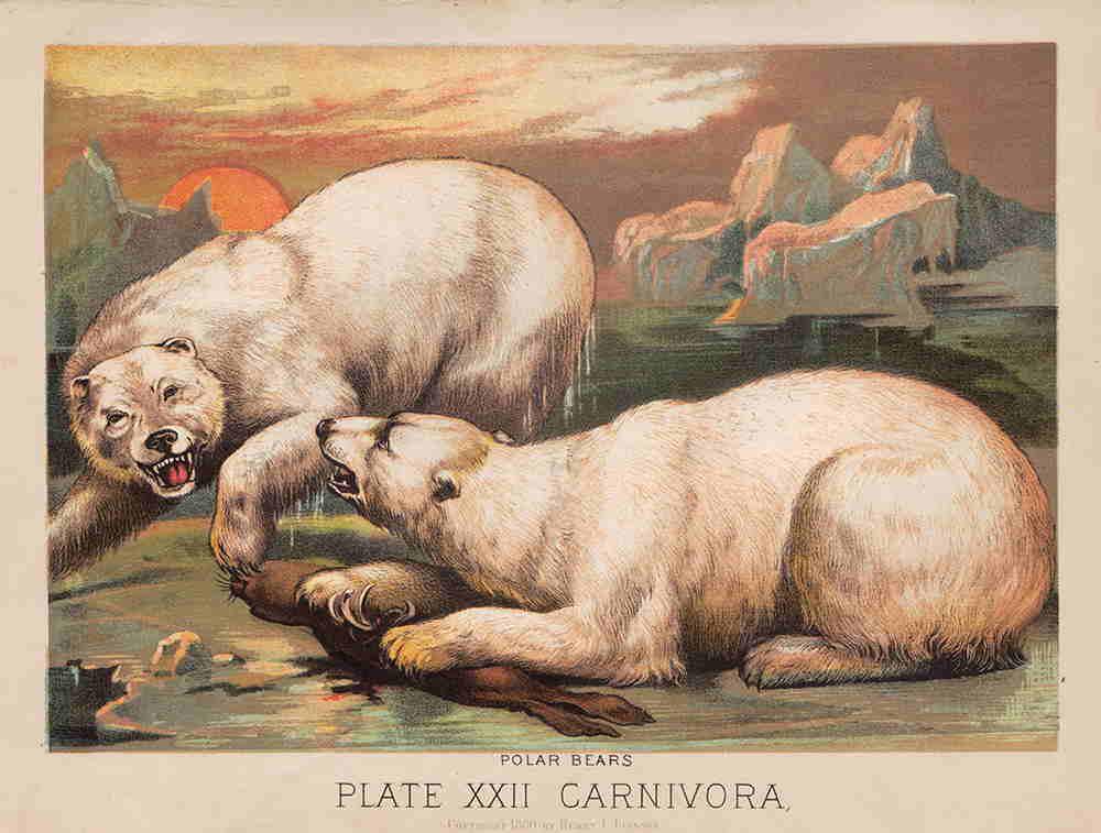 Scarce and desirable Polar Bears chromolithograph, 1880 (1 of 4)