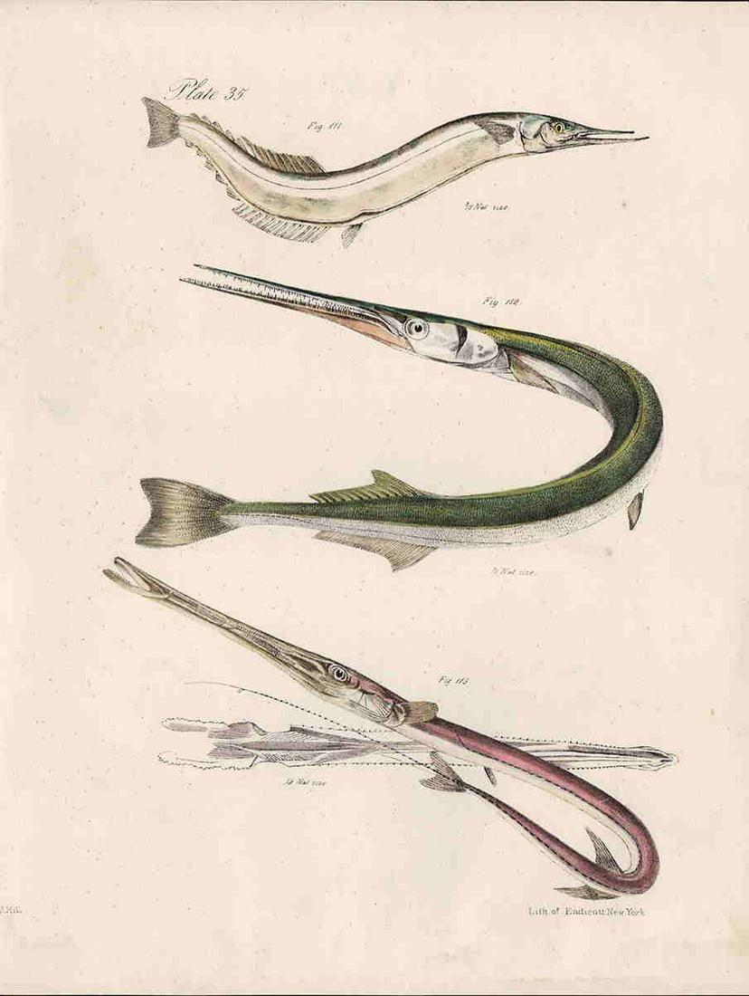 Scarce h/c engraved plate of Garfish, DeKay 1842 (1 of 3)