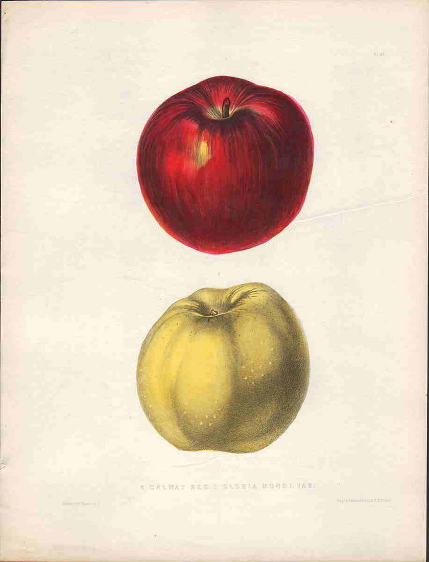 1st ed. Galway, Mundi apples litho, Emmons 1849 (plate (1 of 3)