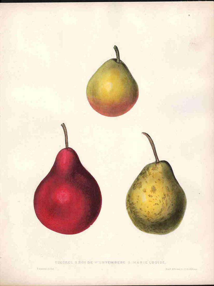 1st ed. h/c Seckel Pears litho, Emmons 1849 (plate 9d) (1 of 2)