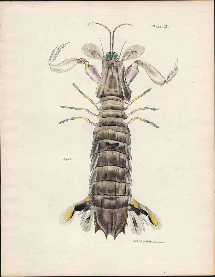 1843 De Kay hand-colored ghost crab (1 of 3)