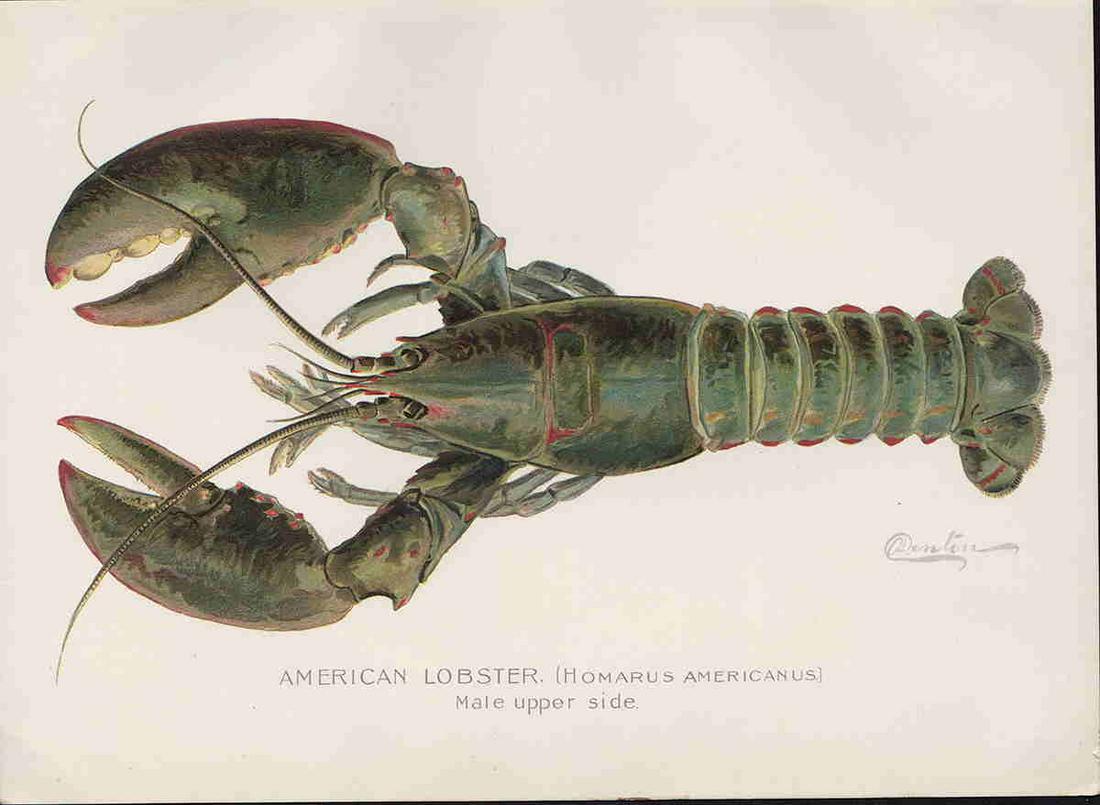1899 Denton Amer. Lobster Chromolithograph (1 of 3)