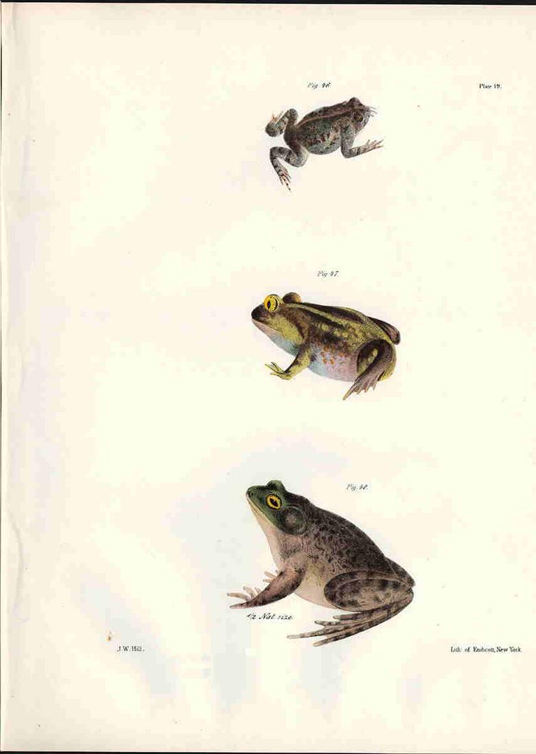 Amphibians h/c engraving, Jas. J W Hill, 1842 (plate (1 of 3)