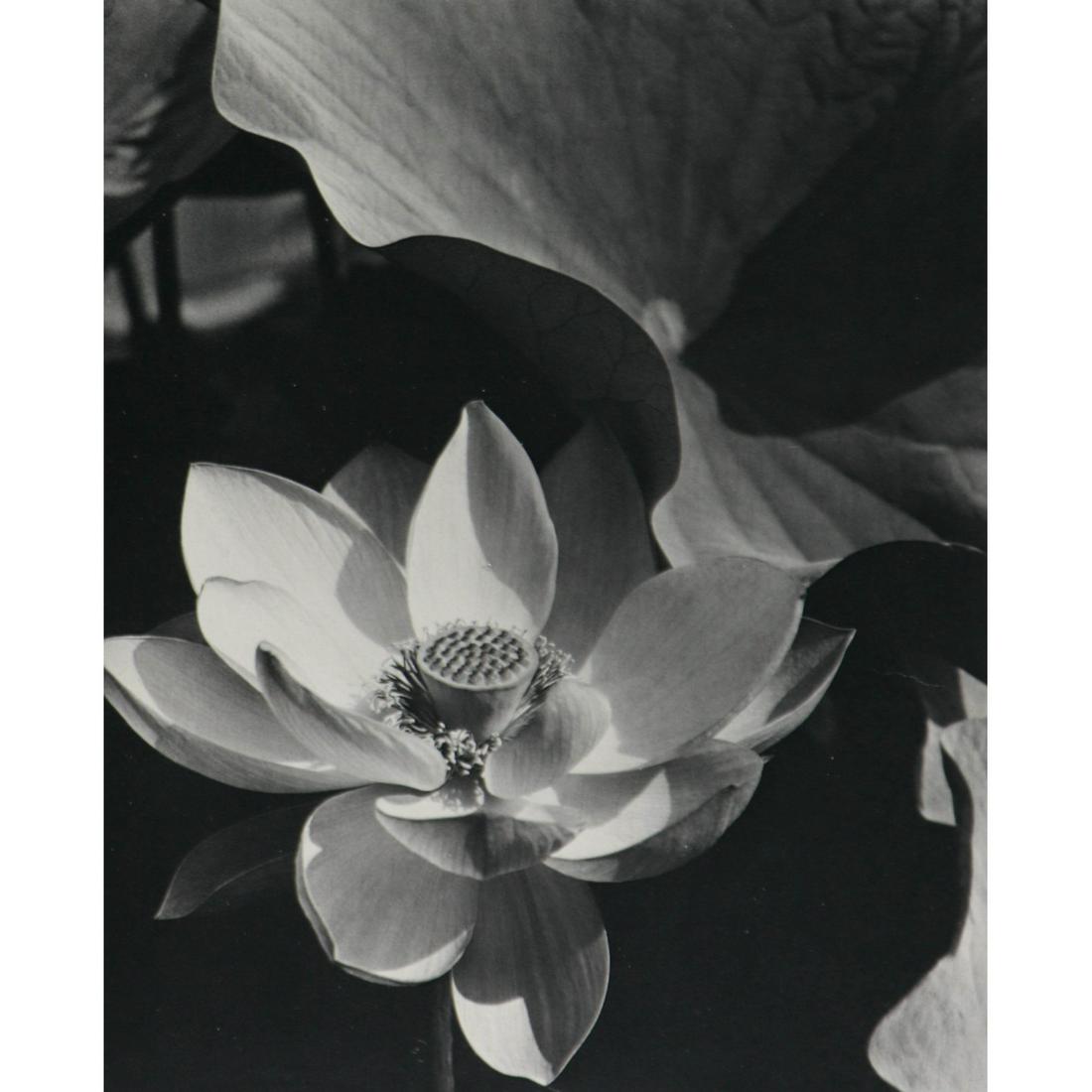 EDWARD STEICHEN - Lotus, Mount Kisco, New York. 1915: Artist: EDWARD STEICHEN Print Title: Lotus, Mount Kisco, New York. 1915 Medium: Sheet-fed Gravure Printing Date: 1960's Printed in Switzerland Image Size approx: 8.5 x 6.75 inches Edward Jean Steichen