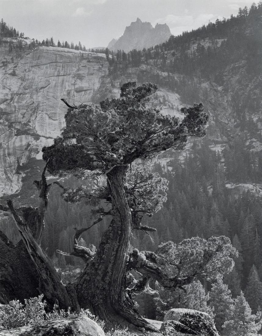 ANSEL ADAMS - Sierra Juniper, Yosemite, CA, 1936 (1 of 1)