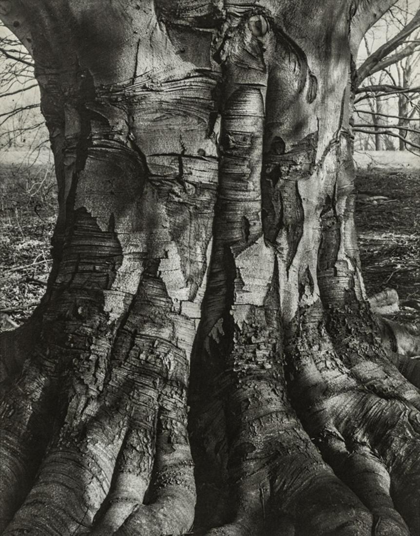 BARBARA MORGAN - Beech Tree I, 1945 (1 of 1)