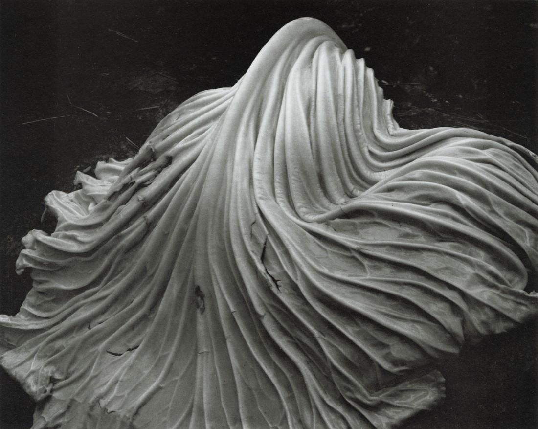 EDWARD WESTON - Cabbage Leaf, 1931 (1 of 1)