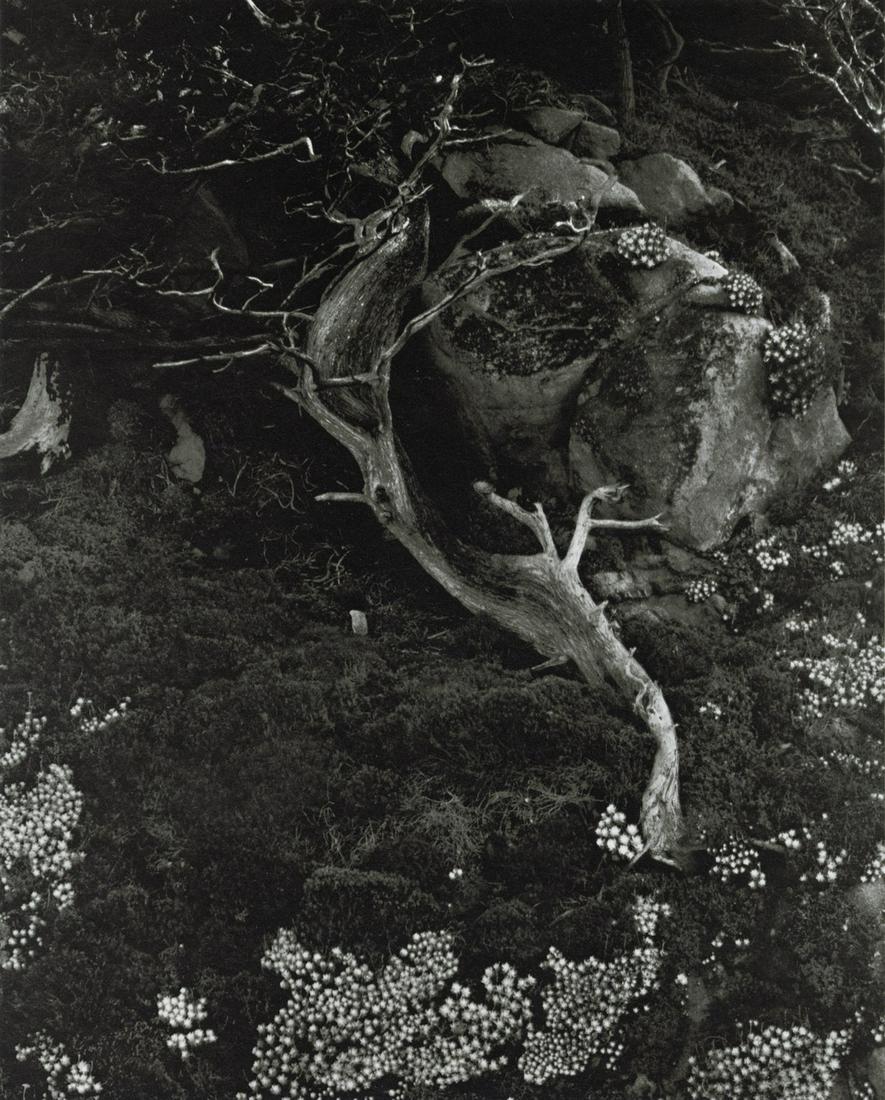 EDWARD WESTON - Cypress, Point Lobos, 1930 (1 of 1)