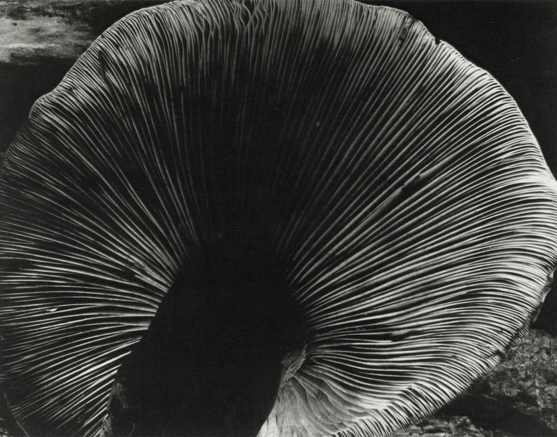 EDWARD WESTON - Toadstool, 1931 (1 of 1)