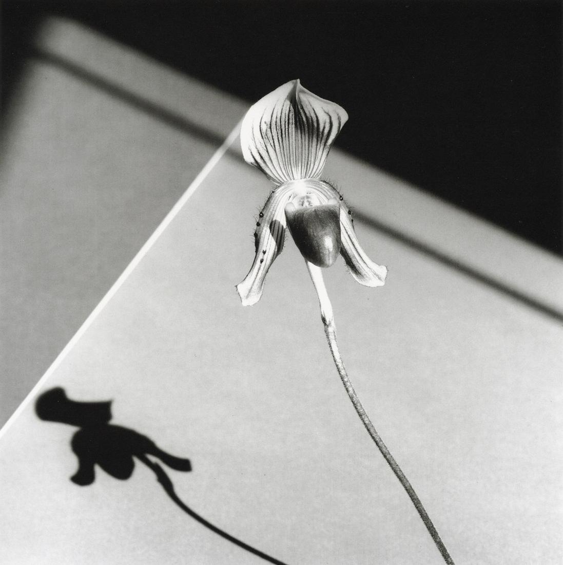 ROBERT MAPPLETHORPE - Orchid, 1986 (1 of 1)