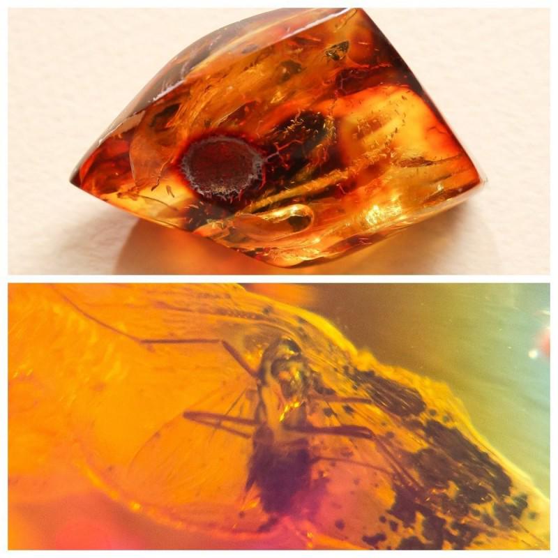 16g Insect natural Baltic amber inclusion some fly: Weight: 16 gram (0.56 oz) Inclusion: fly (Diptera) Size: 21x35x44 mm Age: 45-50 million years old Stone: 100% natural Baltic amber Treatment: no Photo of insects made with zoom Condition: as on the ph