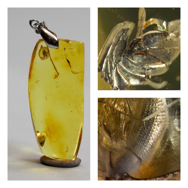 100% Natural Baltic amber pendant inclusion insects: Unique amber piece with insect (inclusion) which is 45-50 million years old. Collectible piece!. Faceted and polished Baltic amber stone. Pendant shape. Weight: 8.9 gram Inclusion: unknown Age: 45-50 
