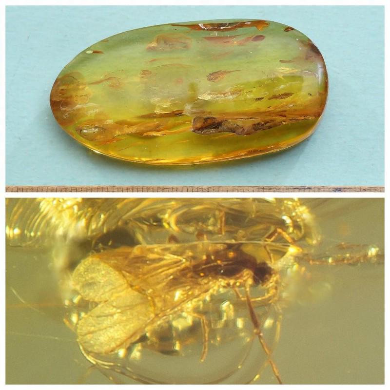 100% Baltic amber with inclusion Fly (Diptera), faceted: Weight: 9.80 gram (0.34 oz) Size: 4x14x27 mm Inclusion: Fly (Diptera) Age: 45-50 million years old Stone: 100% natural Baltic amber Photo of insects made with zoom Treatment: no Condition: as on the p