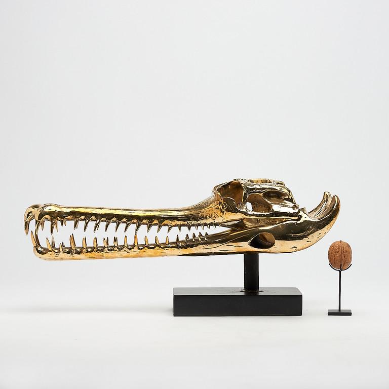 Gharial Crocodile Skull, on custom stand - Gavialis (1 of 8)