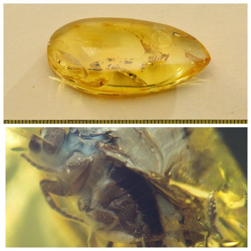 Insects in 100% Natural Baltic amber stone inclusion: Faceted pendant shape unique amber piece with inclusion which is 45-50 million years old. Collectible piece! Weight: 6.36 gram (0.22 oz) Inclusion: Fly (Diptera) Age: 45-50 million years old Size: abo
