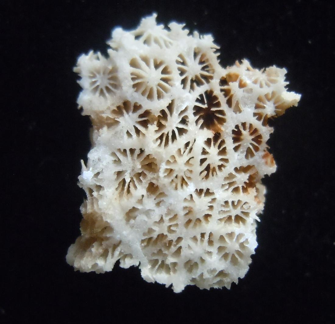CALCITE PSM CORAL (1 of 3)