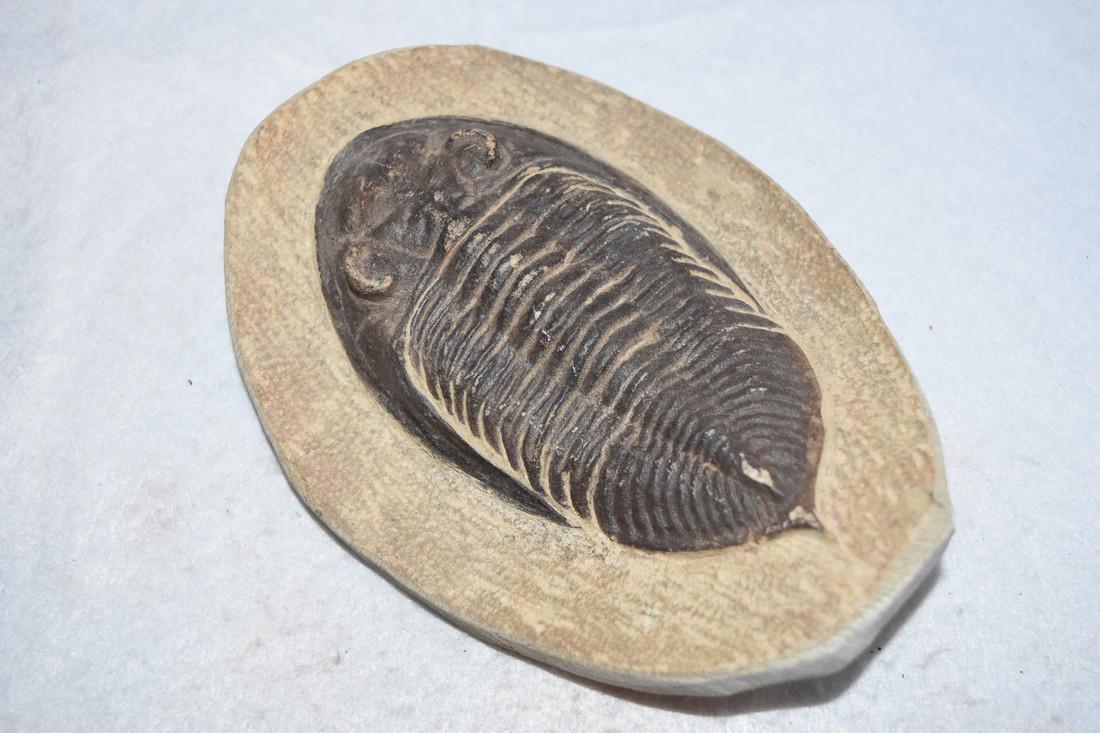 5 1/2" Excellent Trilobite Fossil Cast (1 of 4)