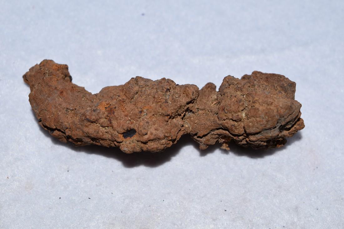 3 3/4" Coprolite Fossil, Dinosaur Dung: 3 3/4" Coprolite Fossil, Dinosaur Dung Reserve: $5.00 Shipping: Domestic: Flat-rate of $10.00 to anywhere within the contiguous U.S. International: Foreign shipping rates are determined by destination