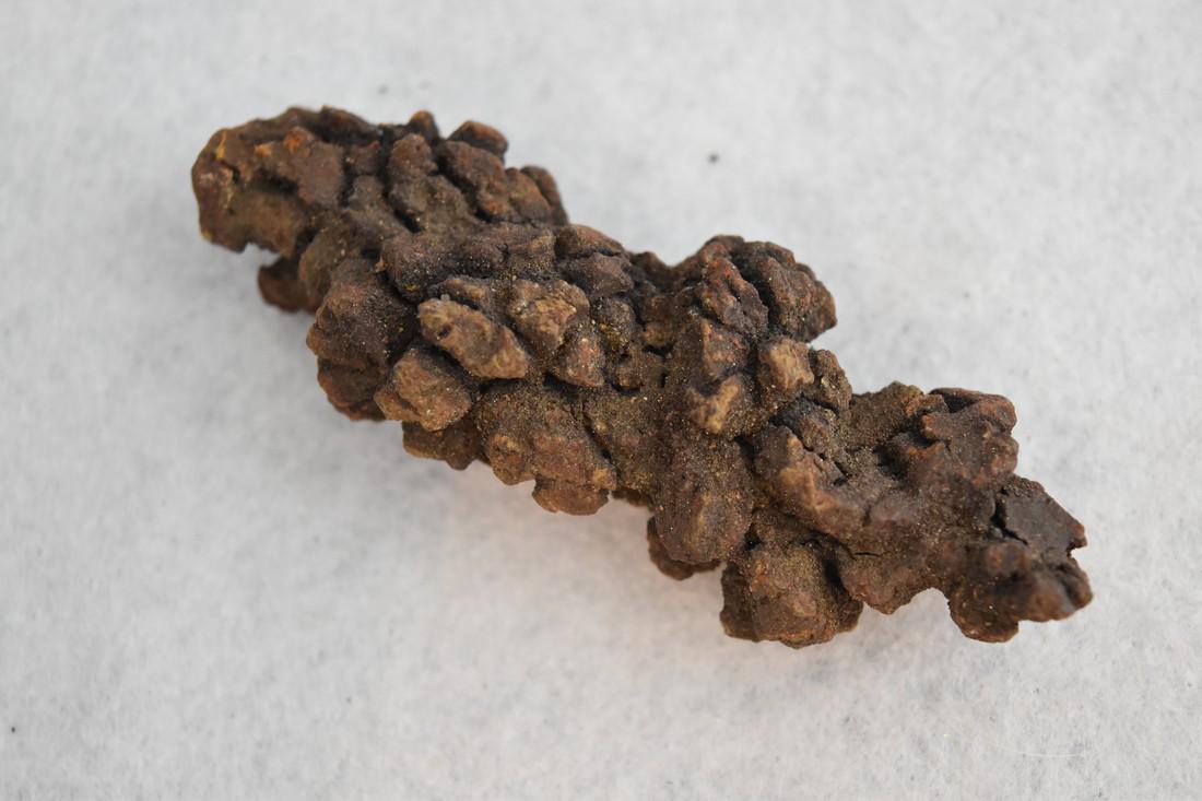 3 3/4" Coprolite Fossil, Dinosaur Dung: 3 3/4" Coprolite Fossil, Dinosaur Dung Reserve: $5.00 Shipping: Domestic: Flat-rate of $10.00 to anywhere within the contiguous U.S. International: Foreign shipping rates are determined by destination