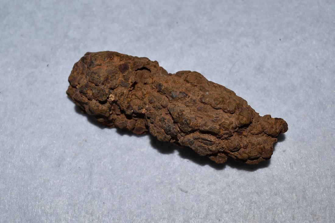 3 3/4" Coprolite Fossil, Dinosaur Dung (1 of 4)