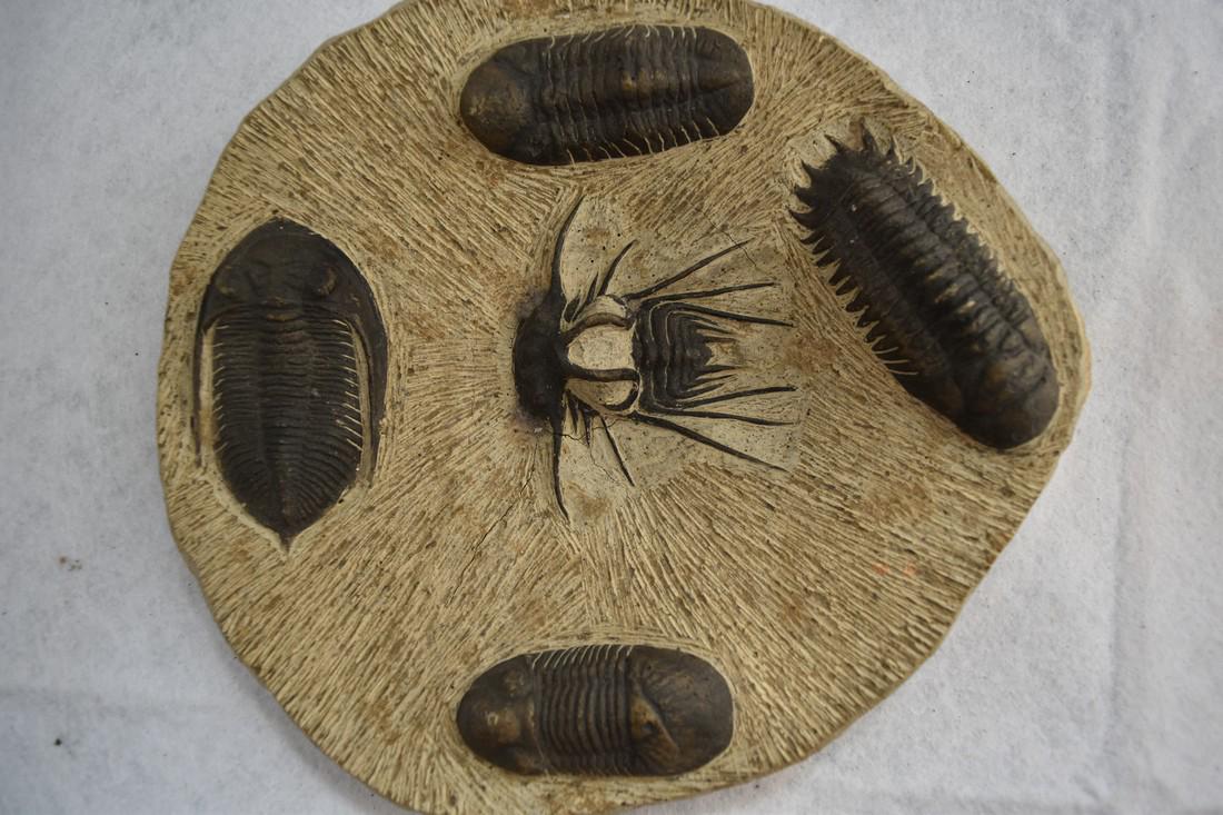 8 1/2" Fantastic Display Fossil Plate containing 5 (1 of 7)