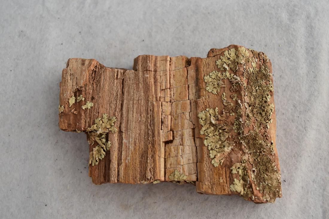 5" Piece of Natural/ Rough Petrified Wood Fossil (1 of 4)